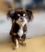 chiko