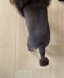 chiko