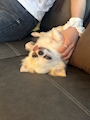 chiko