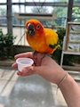 chiko