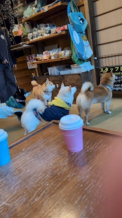 りほ「わんこ🐶」