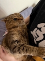 chiko