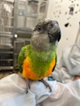 chiko