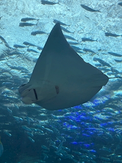 ひまり「🦈🩵」