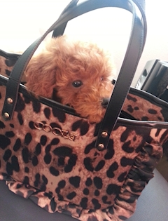 プロフィール写真5・🐕 まな🐕|mrs.J 半田・ミセスジェイ ハンダ - 半田の熟女パブ/熟女キャバクラ