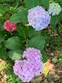 新着ブログ ૮ ´>ᯅ<` ა