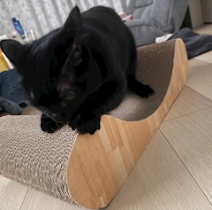 らい「にゃんこ🐱」