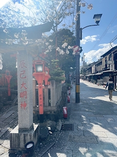 バニーガール(きらら)「京都の桜🌸」