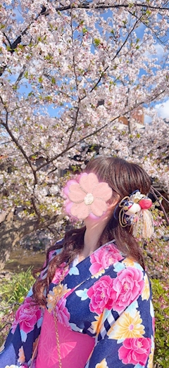バニーガール(きらら)「京都の桜🌸」