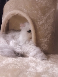 バニーガール(きらら)「猫タワー🐈‍⬛❤️🐈‍⬛❤️🐈‍⬛❤️」