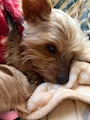 chiko