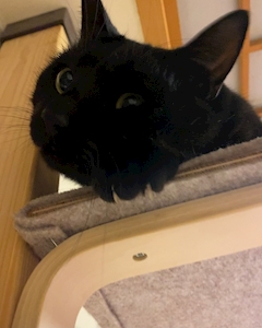 プロフィール写真3・りん｜Russian Blue・ロシアンブルー - 郡山・朝日のスナック