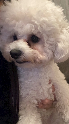 あんず🐺オオカミちゃんカフェ神戸三宮店🐺