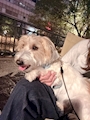 chiko