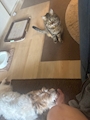 chiko