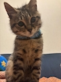chiko