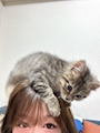 chiko