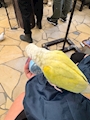 chiko