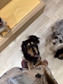 chiko
