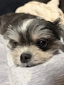 chiko