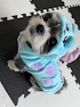 chiko