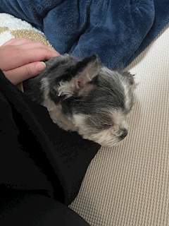 ここ🤍西川口kross「いぬいぬ🐕 ͗ ͗ ͗」