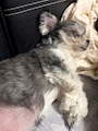 chiko