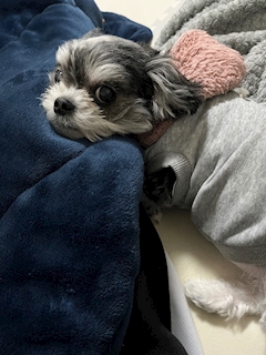 ここ🤍西川口kross「こんばんわん🐕 ͗ ͗ ͗」