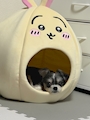 chiko