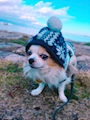 chiko