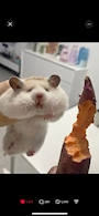 chiko