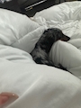 chiko