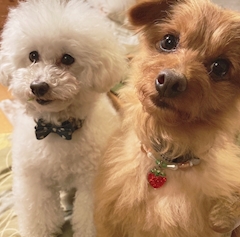 プロフィール写真4・かりん｜WISTERIA・ウィステリア - 歌舞伎町のクラブ/ラウンジ