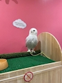 chiko