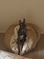chiko