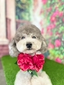 chiko
