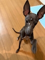 chiko