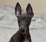 chiko