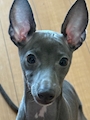 chiko