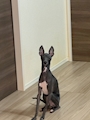 chiko