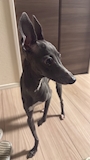 chiko