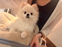 新着ブログ 犬カフェ🐶🐾