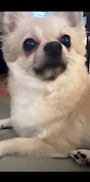 chiko