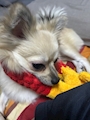 chiko