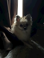 chiko