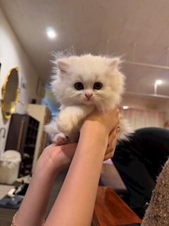 天音 そら