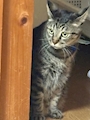 chiko