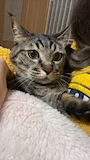 chiko