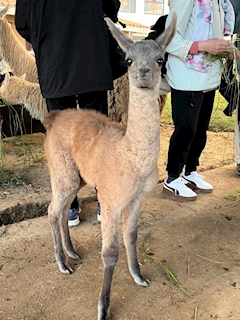 みなみ「🦙🏜️🦙🏜️🦙」