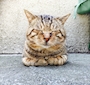 chiko